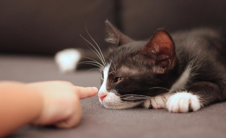 Haustierallergie: Wie Sie diese erkennen und sich dagegen schützen können
