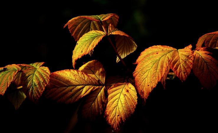 Der Lecologico, Staubsauger auf Wasserfilterbasis,  gegen Herbstallergien